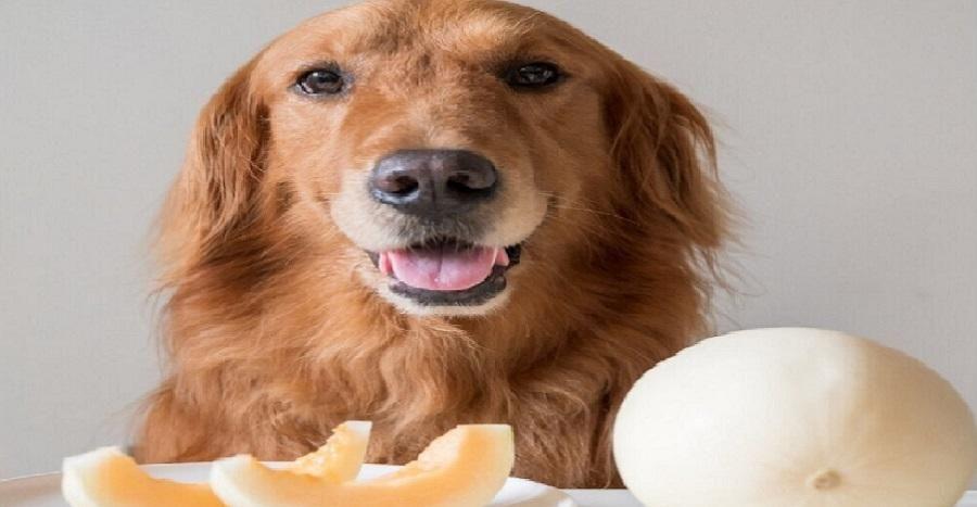Köpekler Kavun Yiyebilir mi?