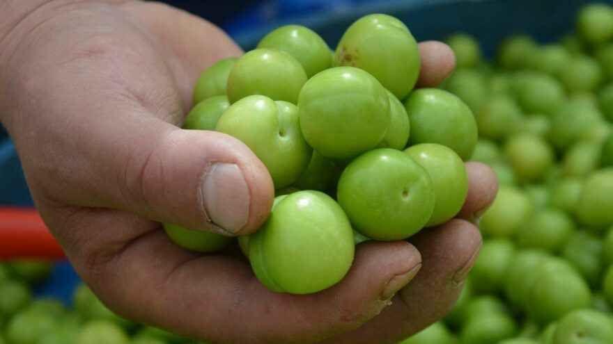 Köpekler Erik Yiyebilir mi?