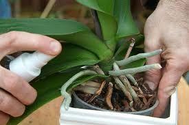 BİTKİLERİNİZİ YENİDEN CANLANDIRACAK