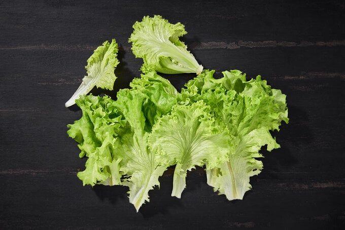 Köpekler Marul Yiyebilir mi?